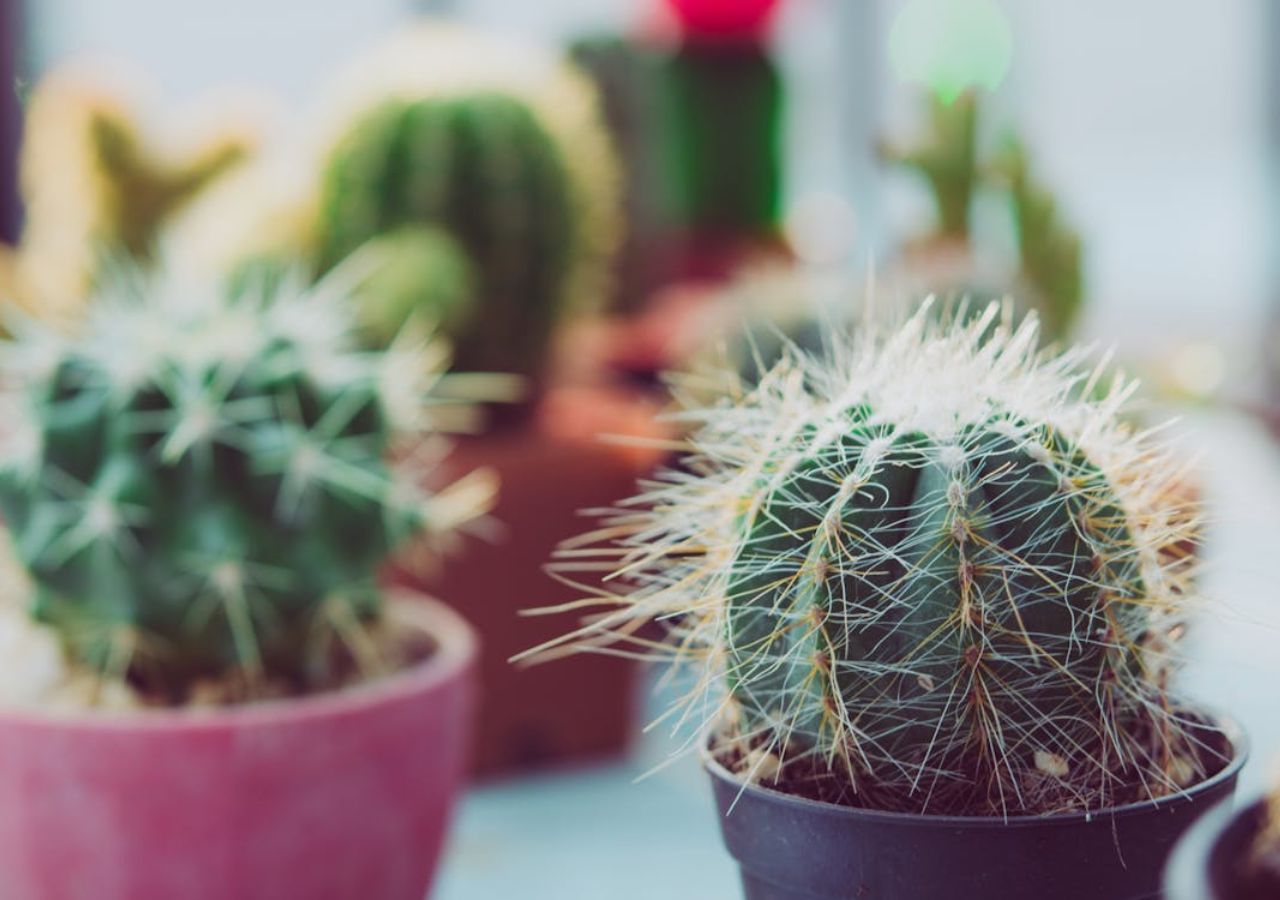 Małe kaktusy rosnące w kolorowych doniczkach