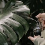 Zraszanie liści monstery zimą