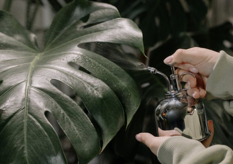 Zraszanie liści monstery zimą