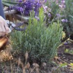 Przycinanie lawendy wiosną