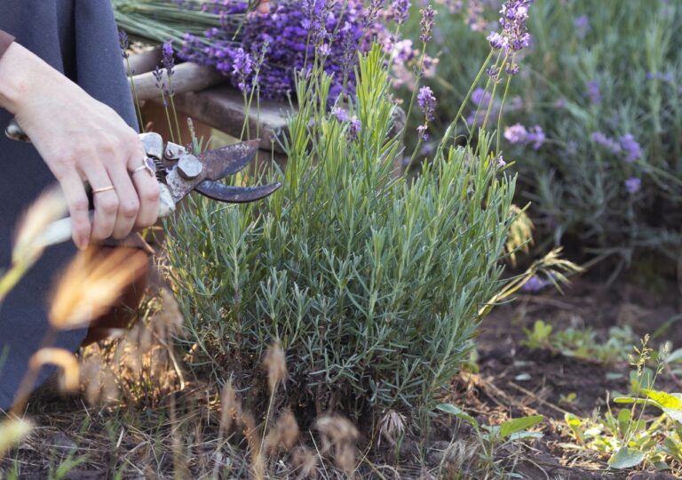 Przycinanie lawendy wiosną