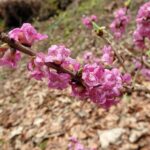 Kwiaty wawrzynka wilczełyko w zbliżeniu