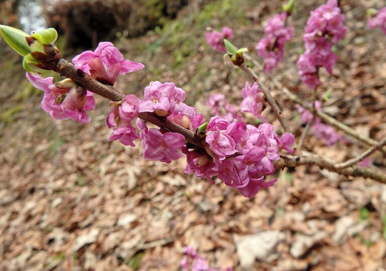 Kwiaty wawrzynka wilczełyko w zbliżeniu