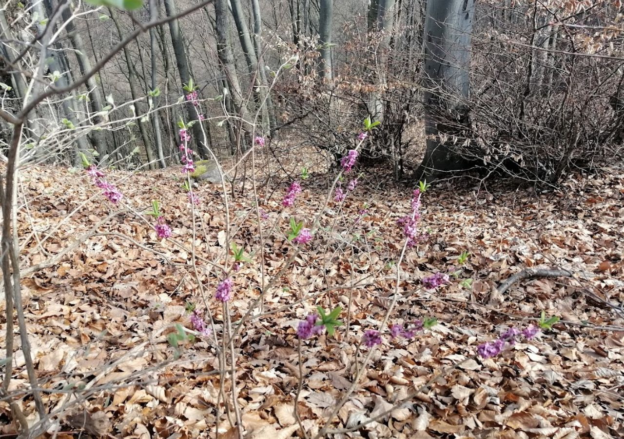 Wawrzynek wilczełyko na naturalnym stanowisku w Beskidzie Śląskim