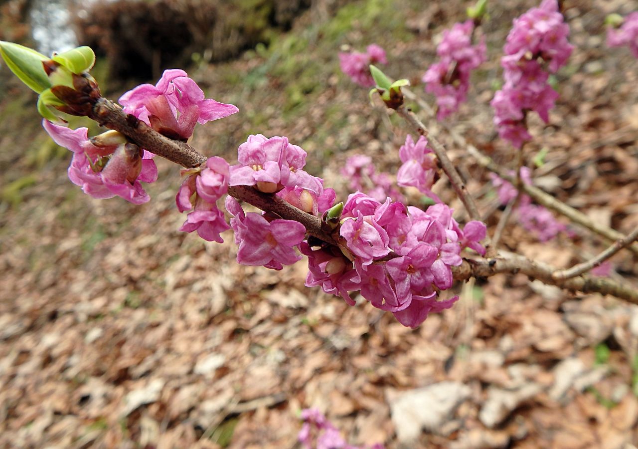Kwiaty wawrzynka wilczełyko w zbliżeniu