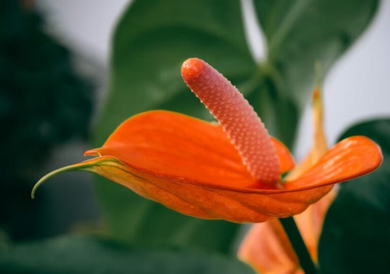 Pomarańczowy kwiat anturuium, które jest toksyczne dla ludzi i zwierząt