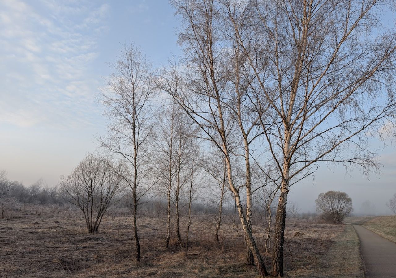 Brzozy wczesną wiosną, jeszcze przed wypuszczeniem liści