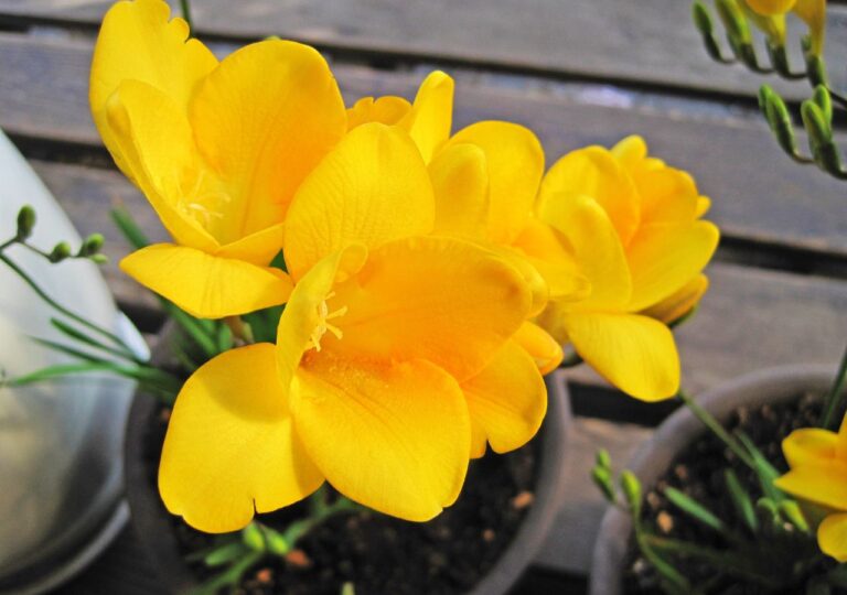 Kwitnące na żółto frezje w doniczce