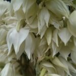 Bujnie kwitnąca juka w ogrodzie