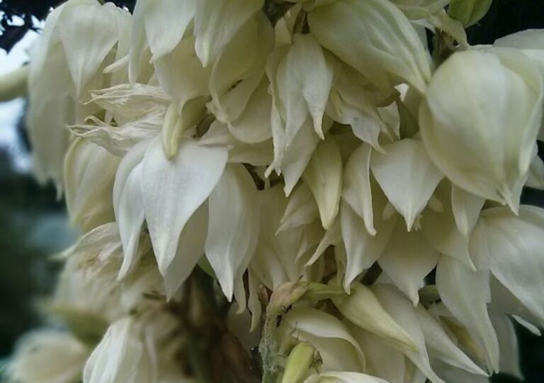 Bujnie kwitnąca juka w ogrodzie