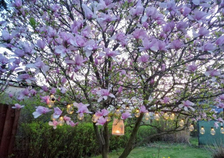 Obficie kwitnąca jasnoróżowa magnolia w ogrodzie