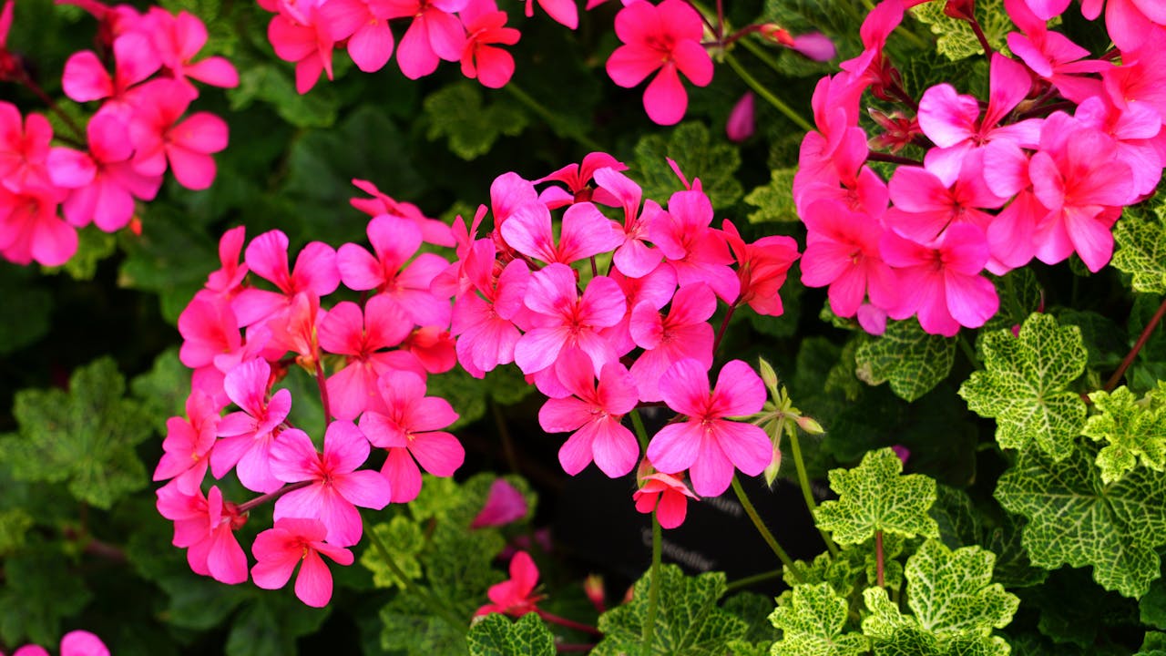 Różpwe pelargonie doskonale rosną w donicach samopodlewających