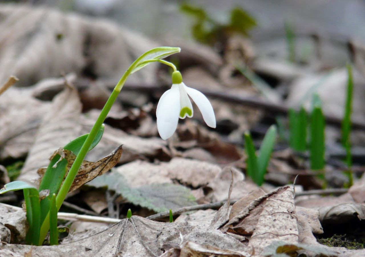 Kwiat przebiśniega w naturalnym środowisku