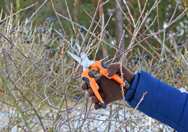 Przycinanie krzewów wiosną