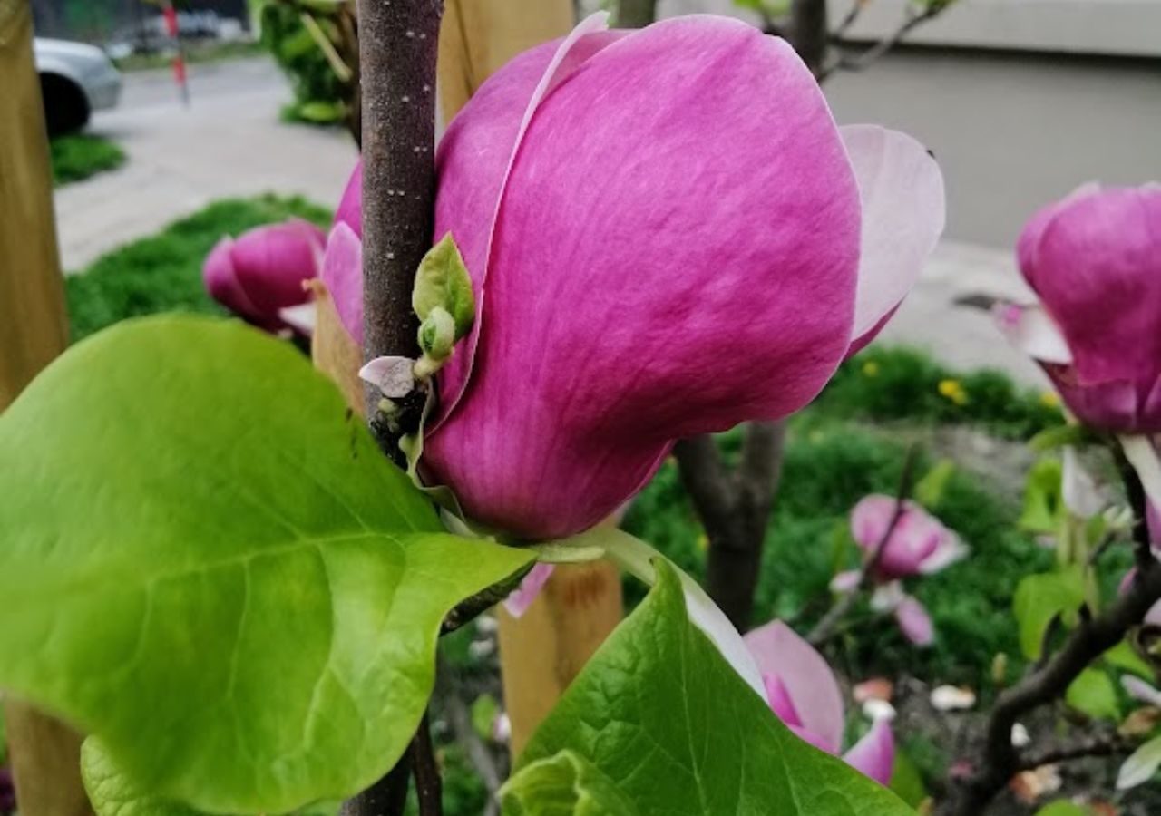 Zbliżenie na ciemnoróżowy kwiat magnolii