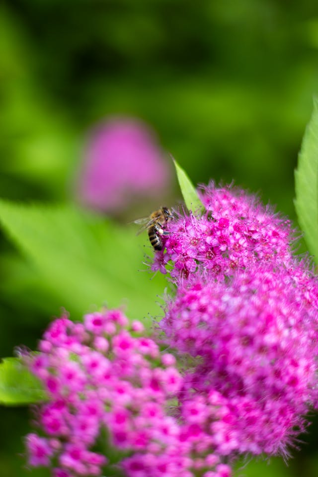 Kwiaty twauły japońskiej (Spiraea japonica)
