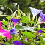 Wilec purpurowy to jednoroczne pnącze, które pięknie prezentuje się na pergolach