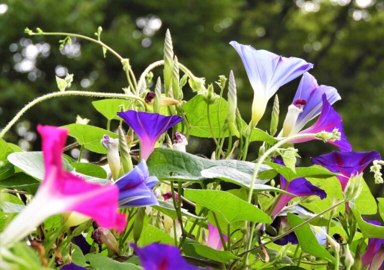 Wilec purpurowy to jednoroczne pnącze, które pięknie prezentuje się na pergolach