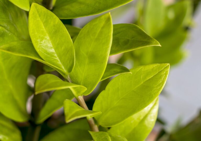 Zielone liście zamiokulkasa