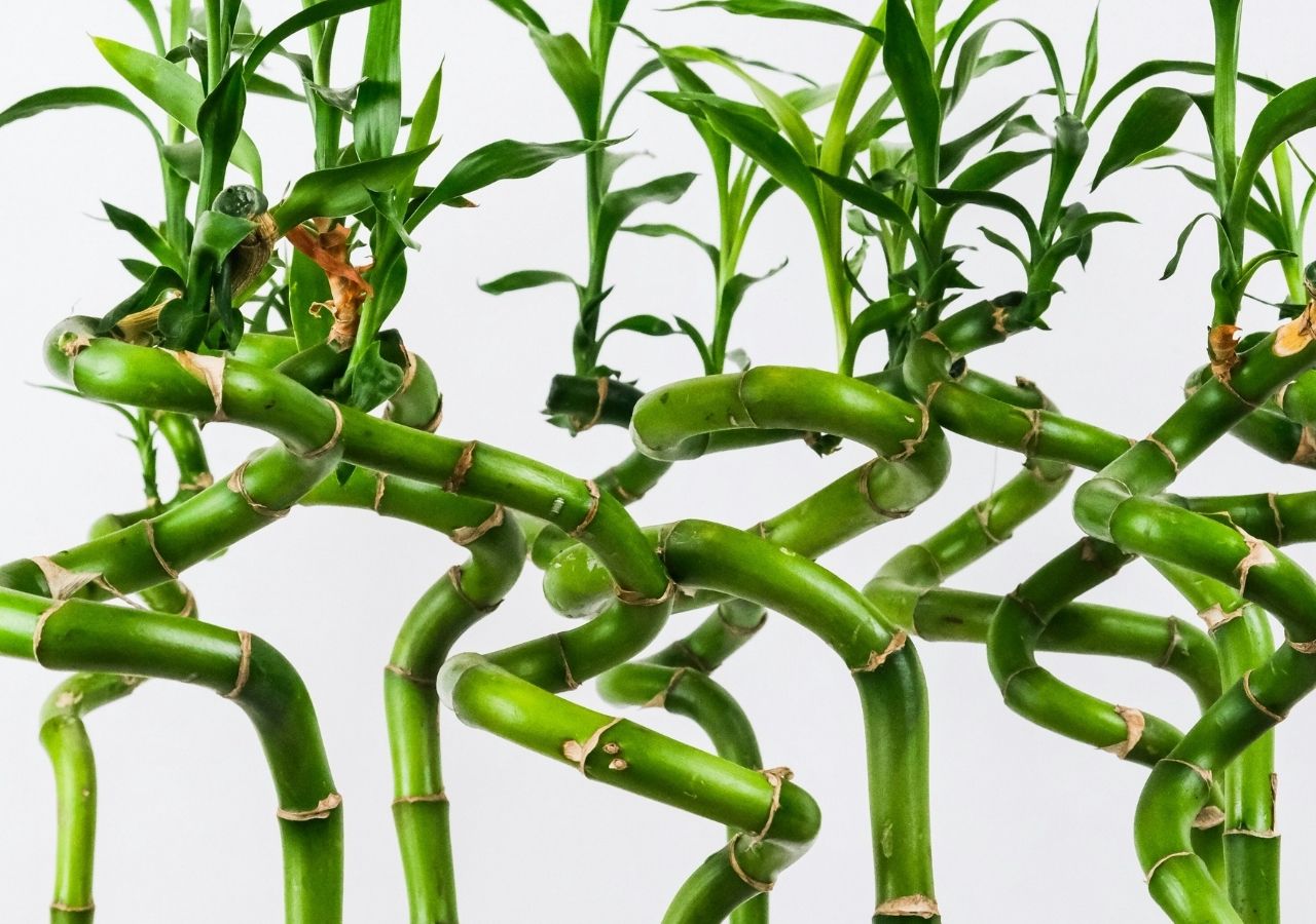 Lucky bamboo czyli bambus szczęścia