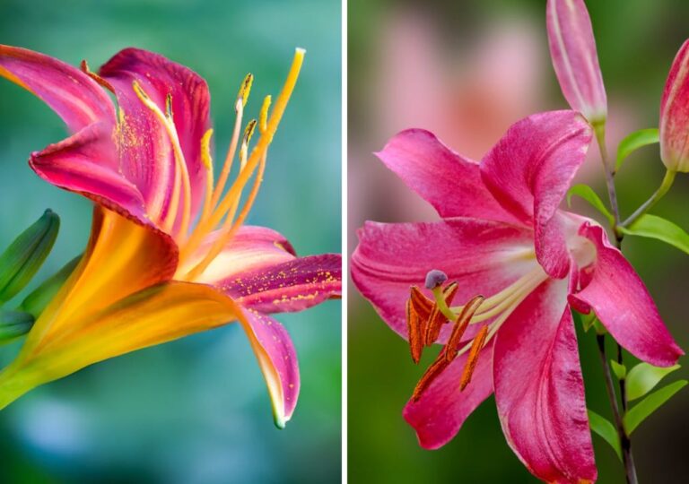 Kwiat liliowca i kwiat lilii. Podobne, ale to zupełnie inne rośliny
