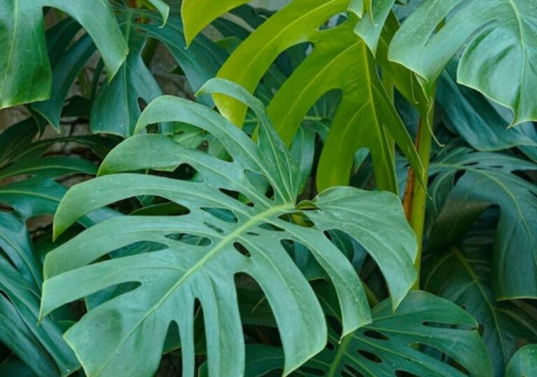 Zielone liście monstery z dużymi dziurami