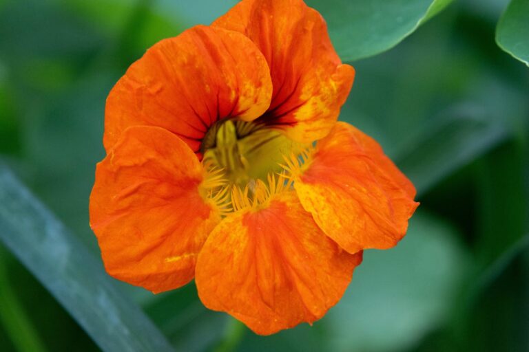 Kwiat pomarańczowej nasturcji
