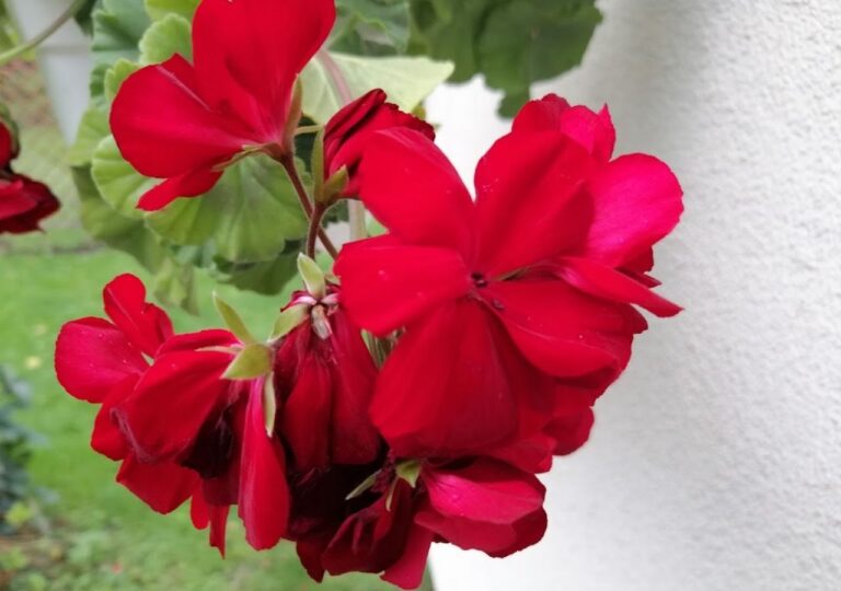 Kwiaty czerwonej pelargonii