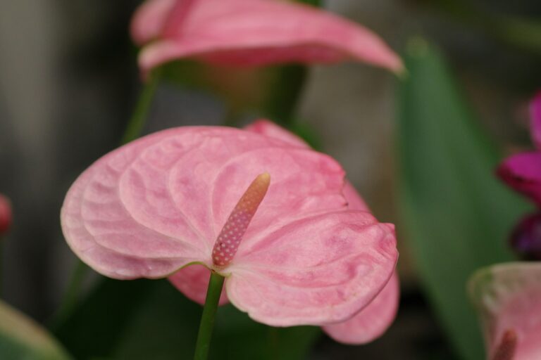 Zbliżenie na różowe kwiaty anturium