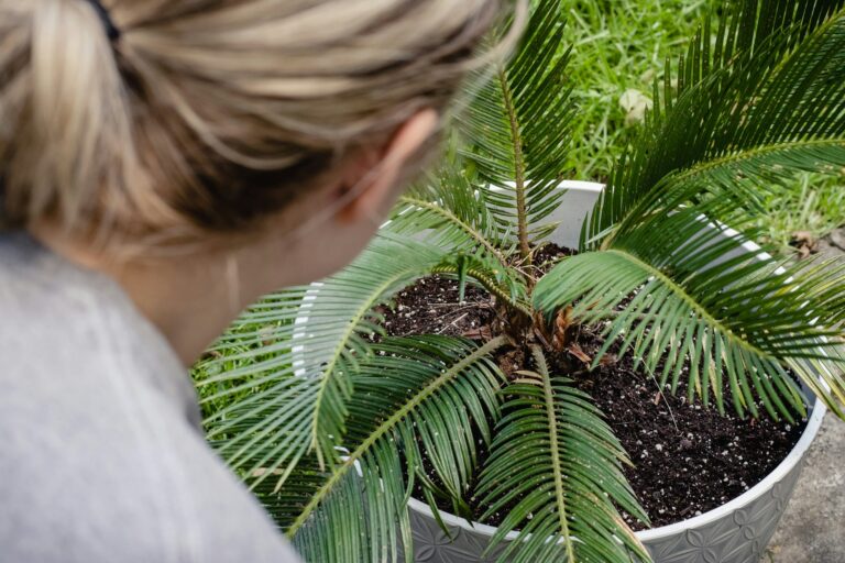 Młody okaz sagowca w doniczce