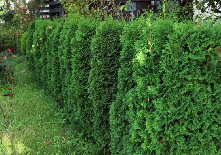 Tuje posadzone jako żywopłot w ogrdzie. Jakie rośliny nie lubią towarzystwa żywotników?