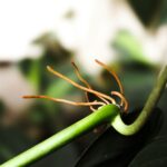 Korzenie powietrzne monstery
