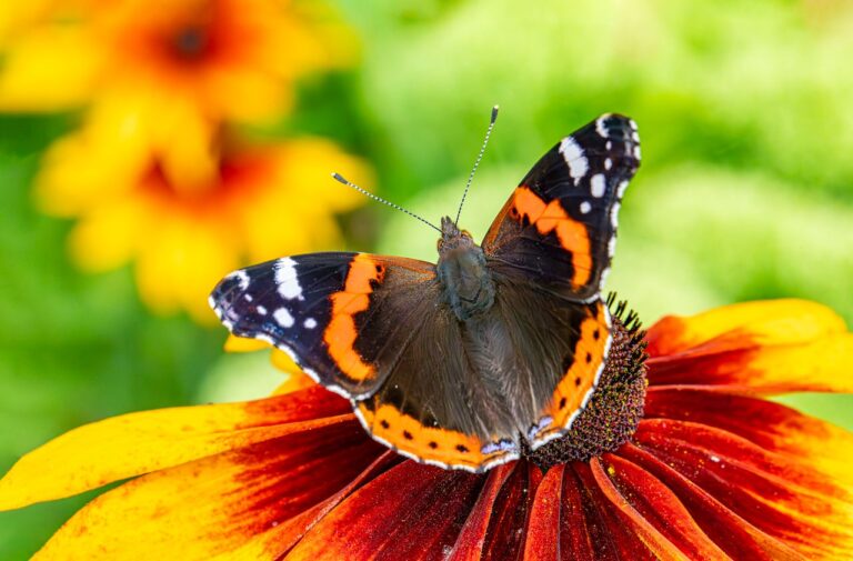 Motyl siedzący na kiecie rudbekii