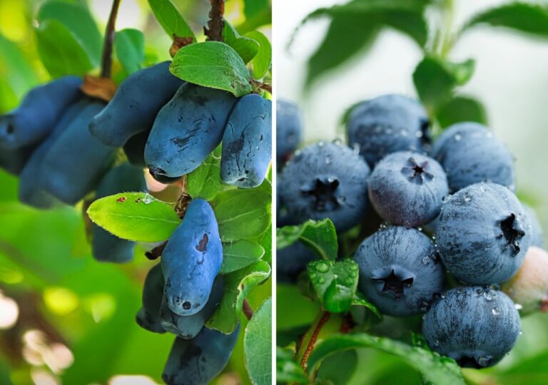 Jagoda kamczacka i borówka amerykańska to zdrowe krzewy owocowe o różnych wymaganiach. Sprawdź, czym się różnią i który wybrać do ogrodu