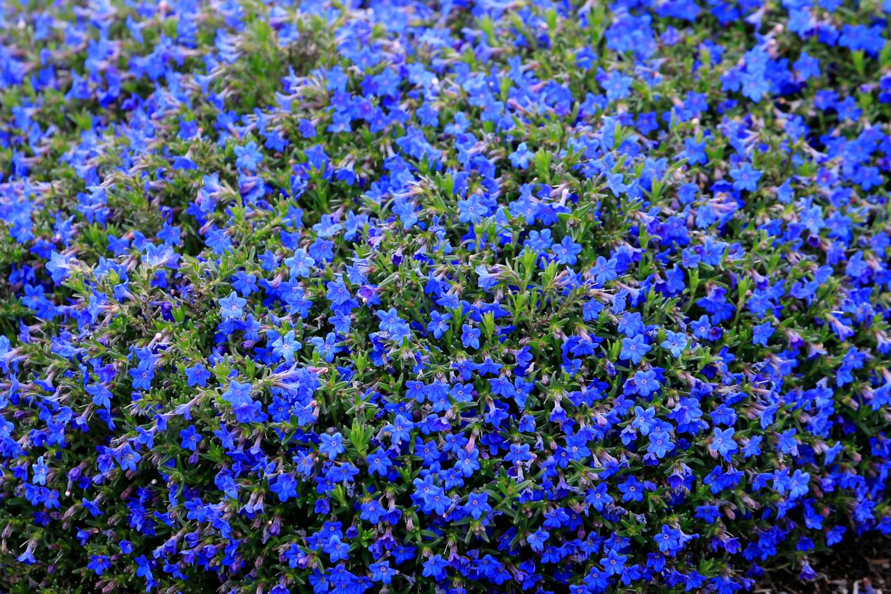 Lobelia przylądkowa. Nie tylko pelargonie. Te niebieskie kwiaty robią większe wrażenie na balkonie