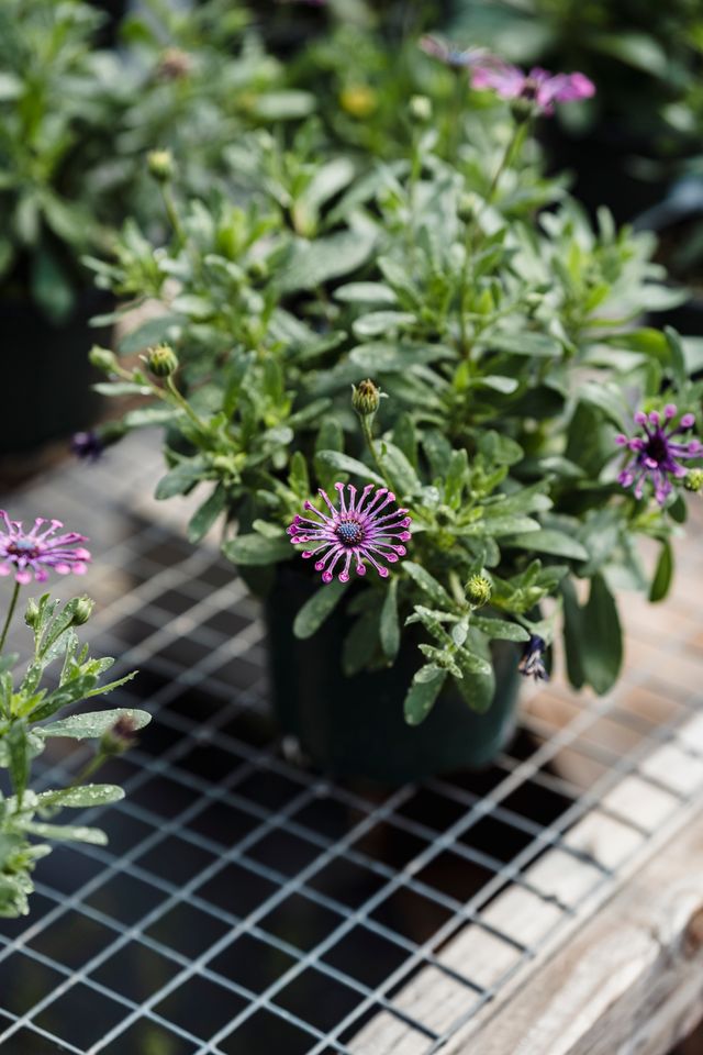 Osteospermum, czyli stokrotka afrykańska