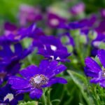 Stokrotka afrykańska. Nie tylko pelargonie. Te niebieskie kwiaty robią większe wrażenie na balkonie
