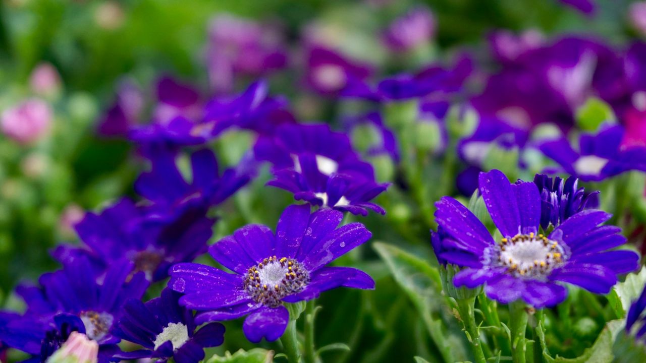 Stokrotka afrykańska. Nie tylko pelargonie. Te niebieskie kwiaty robią większe wrażenie na balkonie