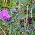 Ostrożeń lancetowaty (Cirsium vulgare), często potocznie nazywany ostem