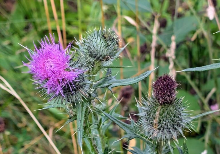 Ostrożeń lancetowaty (Cirsium vulgare), często potocznie nazywany ostem