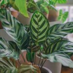 Kalatea (Calathea) na okiennym parapecie