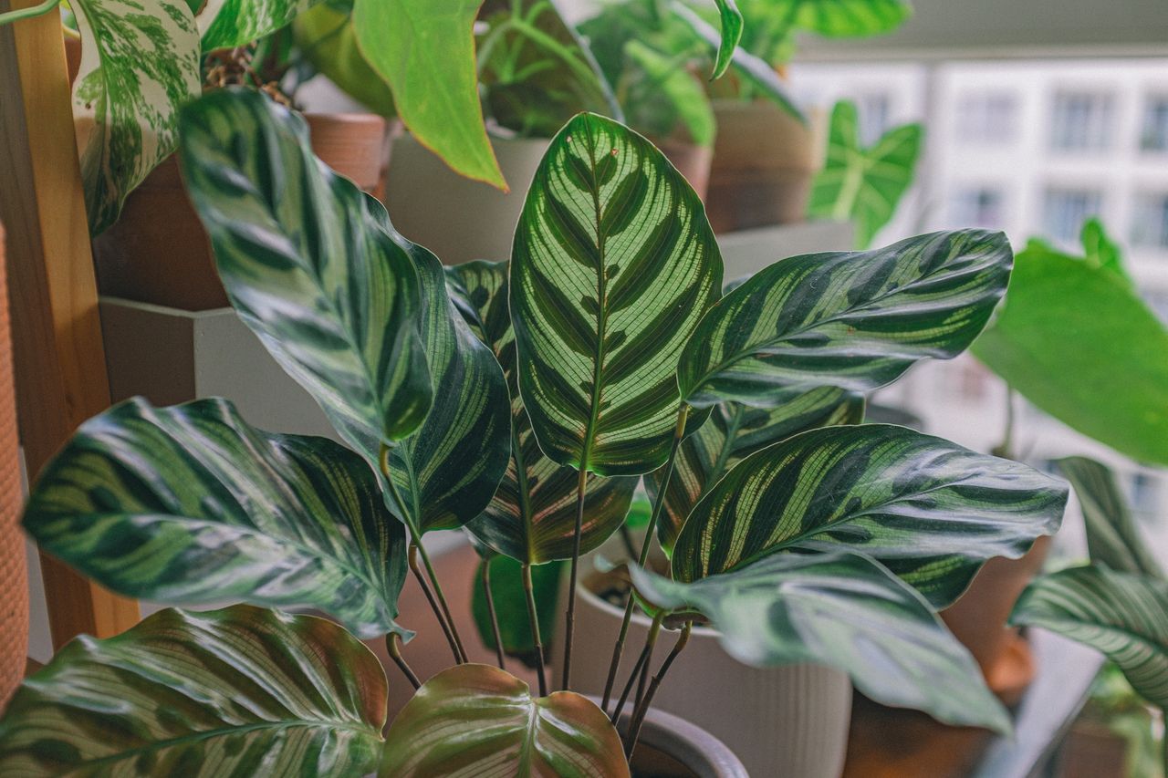 Kalatea (Calathea) na okiennym parapecie