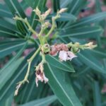 Oleander przed zimą potrzebuje kilku ważnych zabiegów. Zrób je, zanim temperatura spadnie