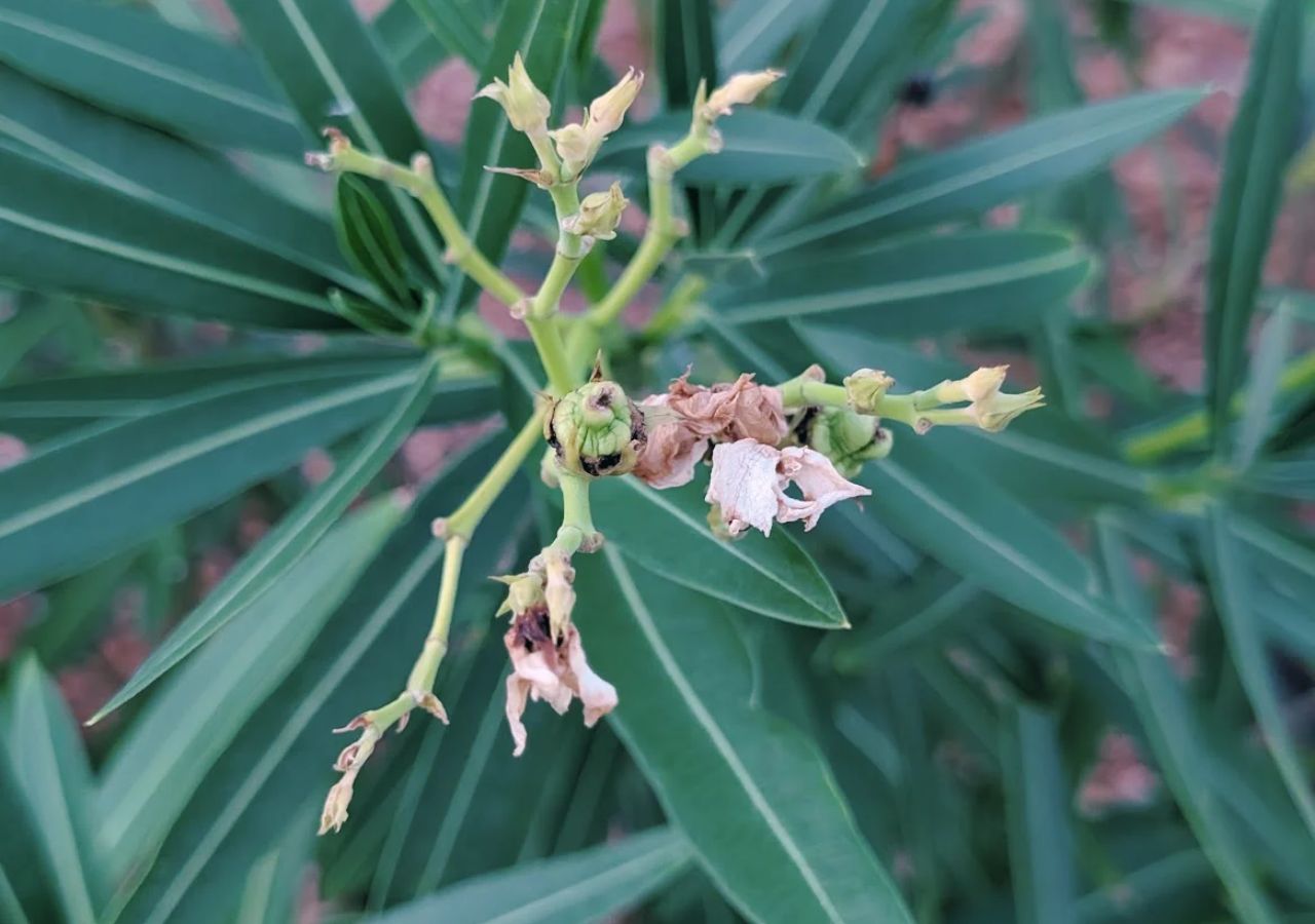 Oleander przed zimą potrzebuje kilku ważnych zabiegów. Zrób je, zanim temperatura spadnie