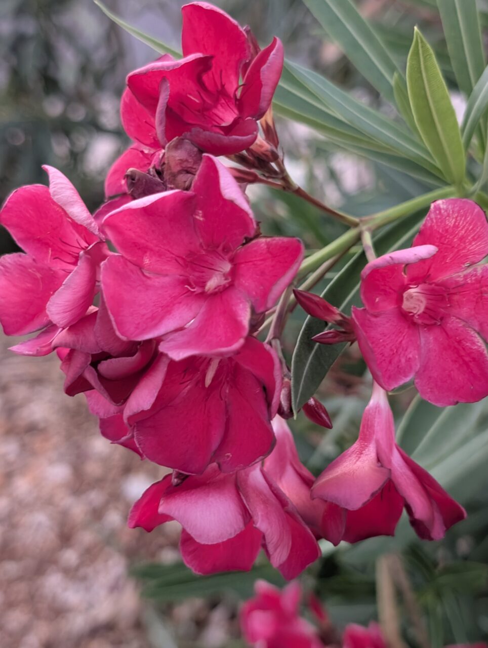 Oleander kwitący w kolorze ciemnego różu