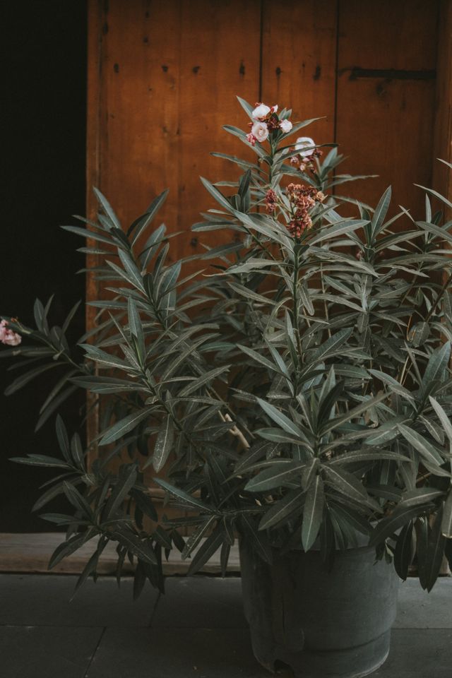 Duży oleander w donicy na tle drewnianych drzwi