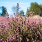 Naturalne wrzosowkiso w Polsce