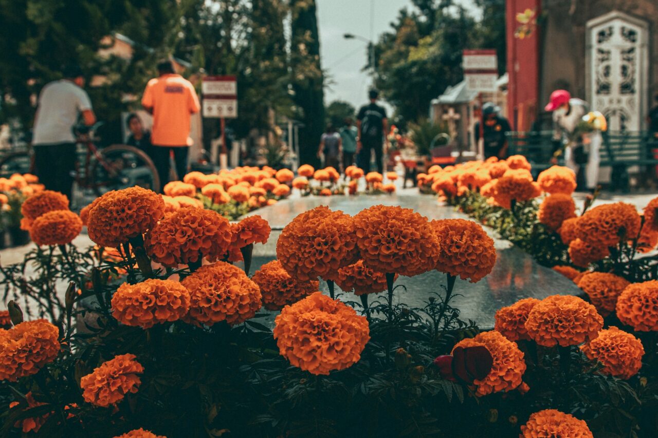 Aksamitki na cmentarzu w czasie Día de los Muertos, meksykańskiego Święta Zmarłych